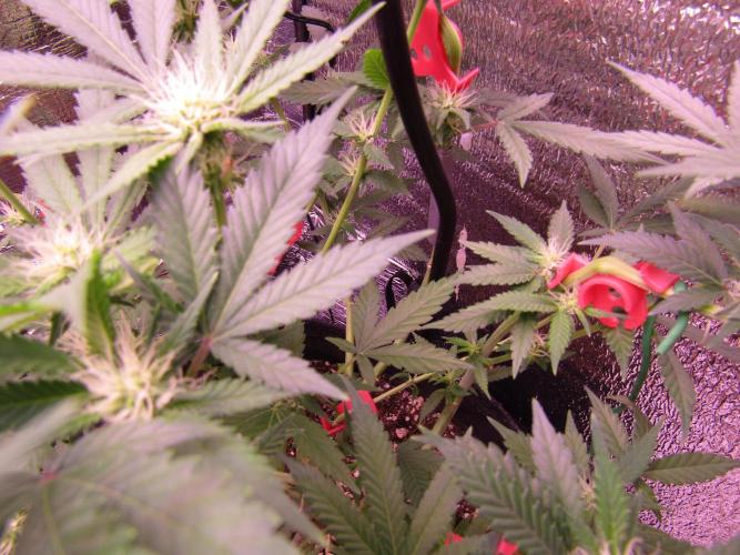 Crackers von Super Strains. Week 12