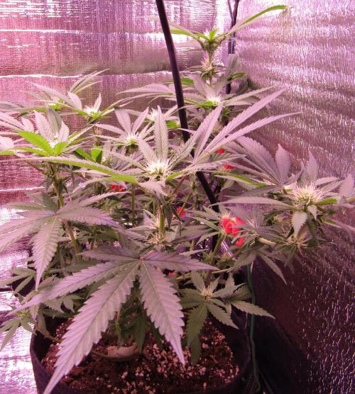 Crackers von Super Strains. Week 12