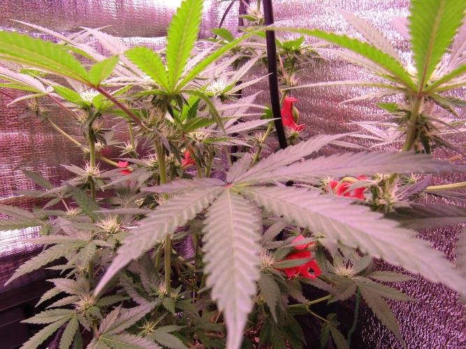 Crackers von Super Strains. Week 12