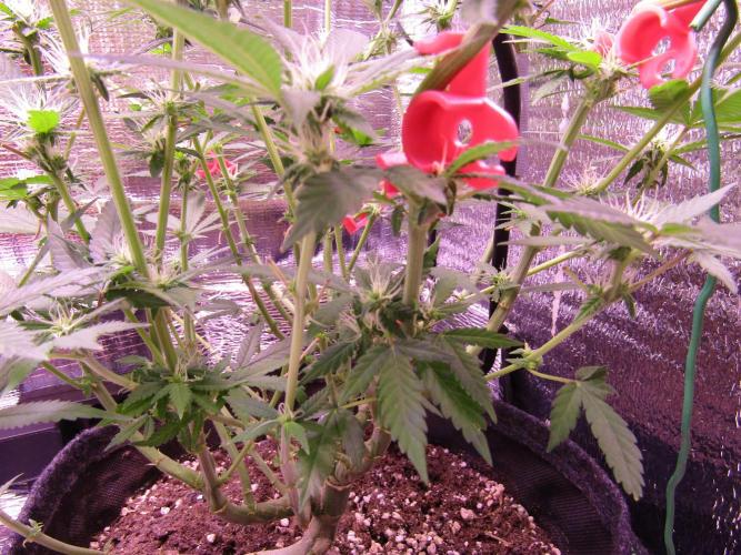 Crackers von Super Strains. Week 12