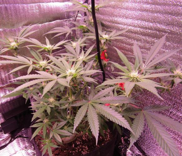 Crackers von Super Strains. Week 12