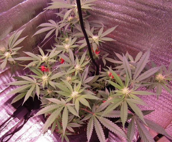 Crackers von Super Strains. Week 12