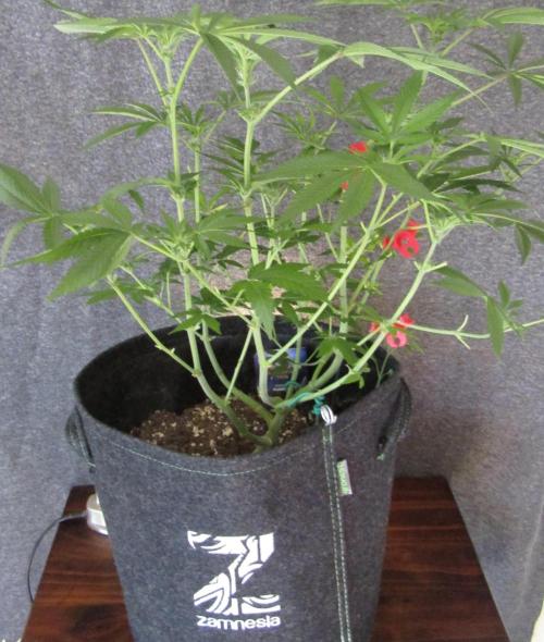 Eternity Grow Cup 2026. Week 8