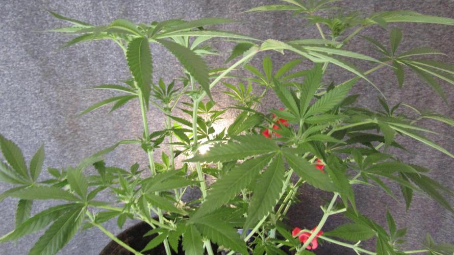 Eternity Grow Cup 2026. Week 8