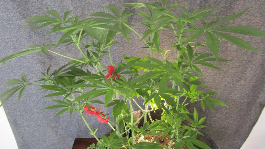 Eternity Grow Cup 2026. Week 8
