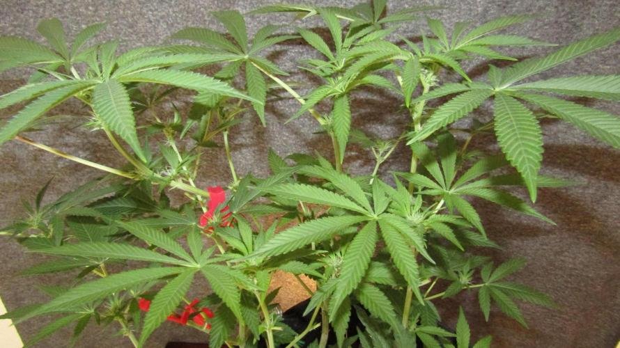 Eternity Grow Cup 2026. Week 8