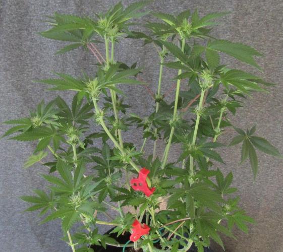 Eternity Grow Cup 2026. Week 8