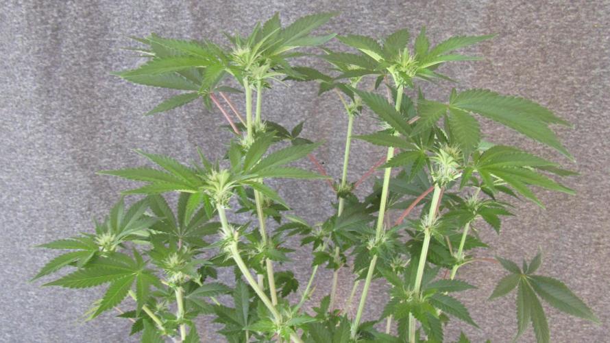 Eternity Grow Cup 2026. Week 8