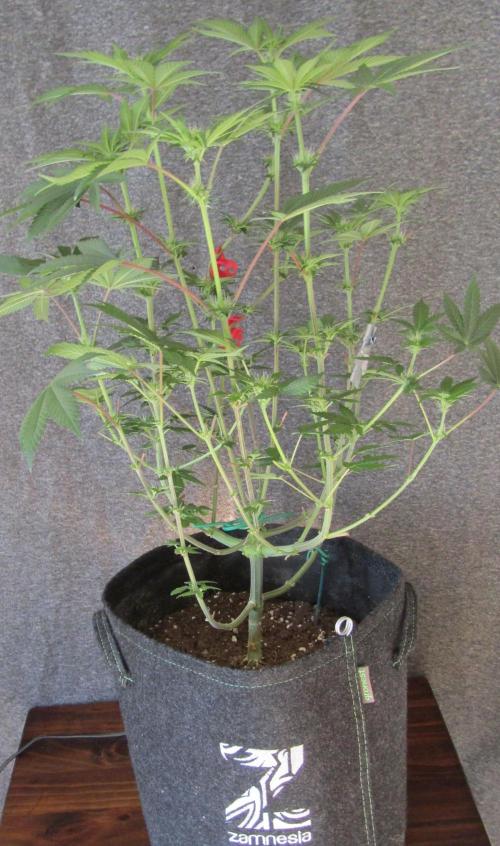 Eternity Grow Cup 2026. Week 8