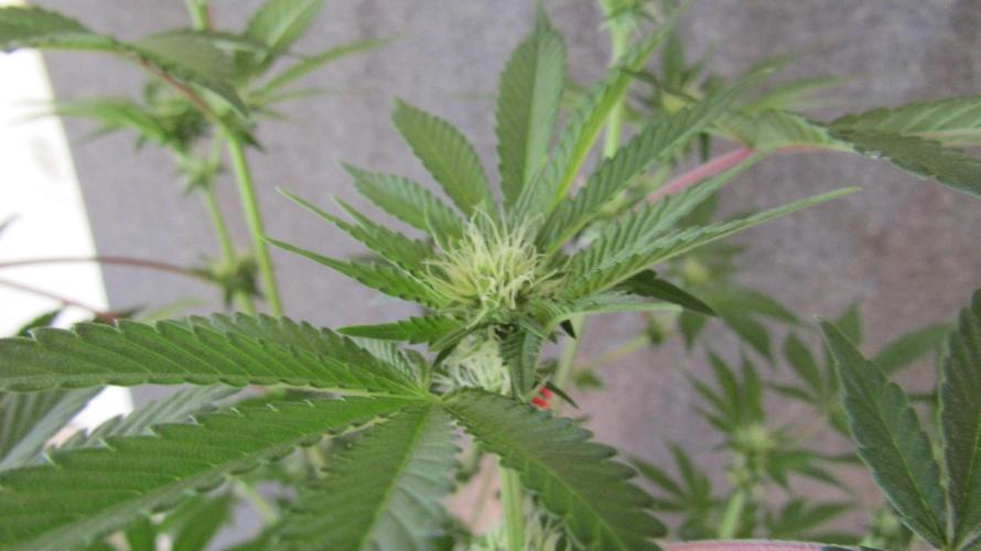 Eternity Grow Cup 2026. Week 8