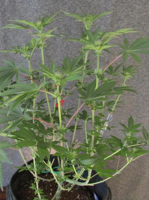 Eternity Grow Cup 2026. Week 8