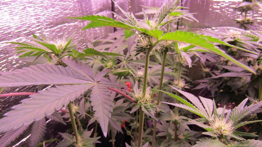 Eternity Grow Cup 2026. Week 8