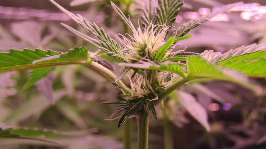 Eternity Grow Cup 2026. Week 8