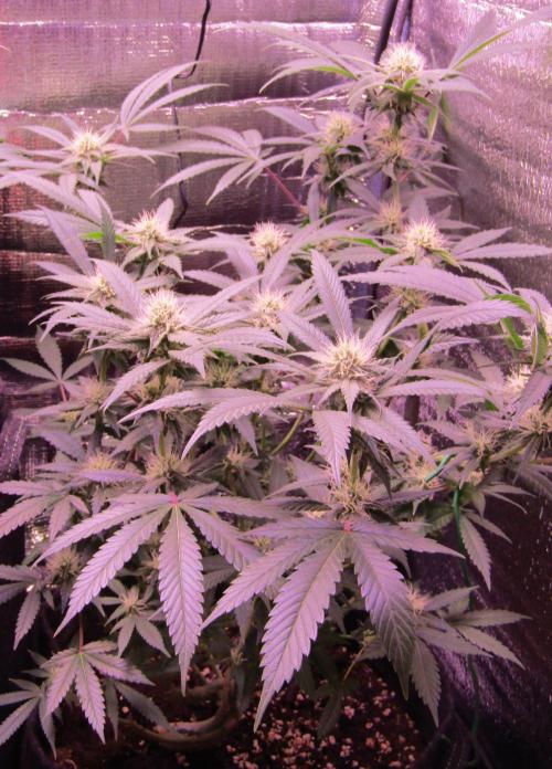 Crackers von Super Strains. Week 13