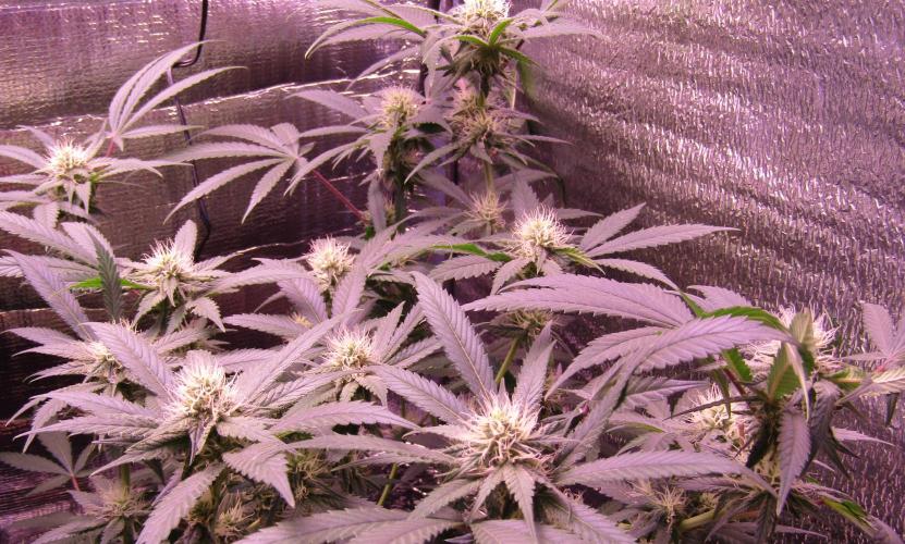 Crackers von Super Strains. Week 13