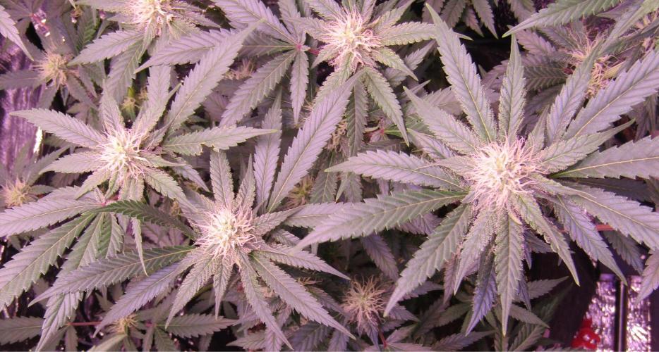 Crackers von Super Strains. Week 13