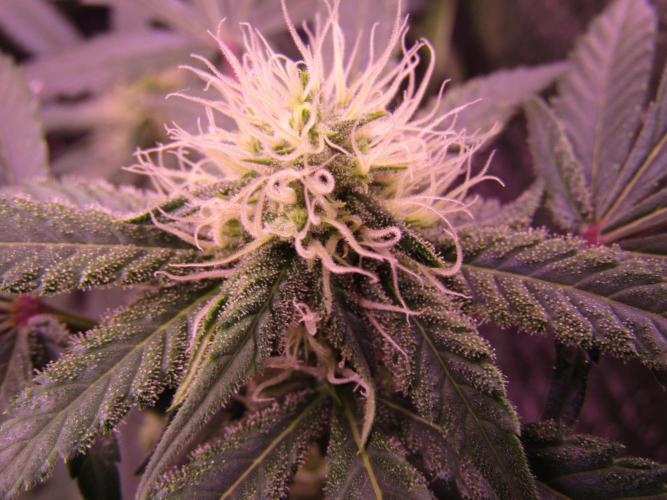 Crackers von Super Strains. Week 13
