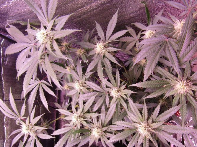 Crackers von Super Strains. Week 13