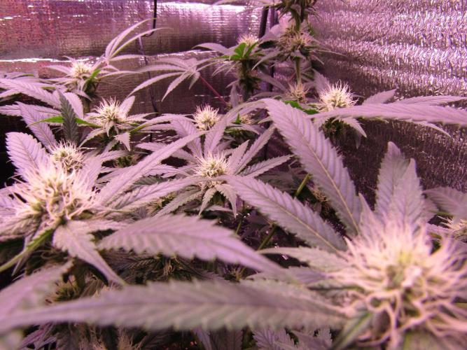 Crackers von Super Strains. Week 13