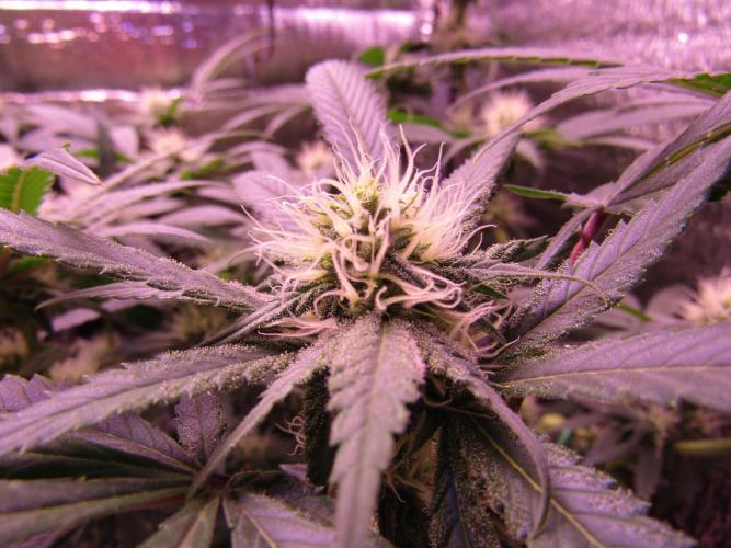 Crackers von Super Strains. Week 13