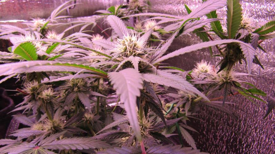 Crackers von Super Strains. Week 13
