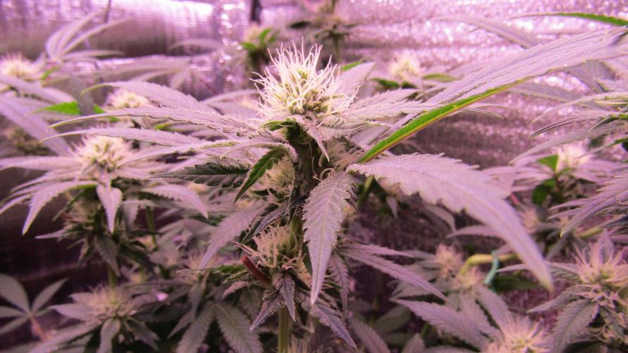 Crackers von Super Strains. Week 13