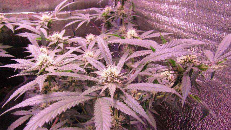 Crackers von Super Strains. Week 13