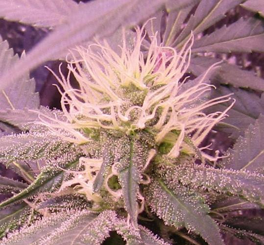 Crackers von Super Strains. Week 13