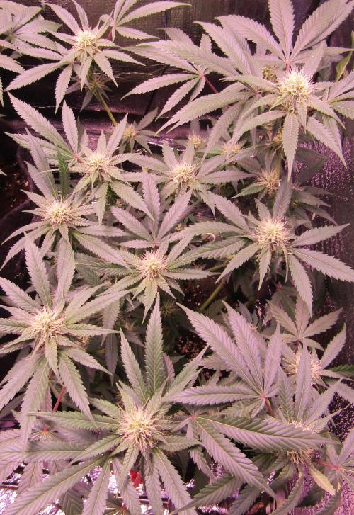 Crackers von Super Strains. Week 13