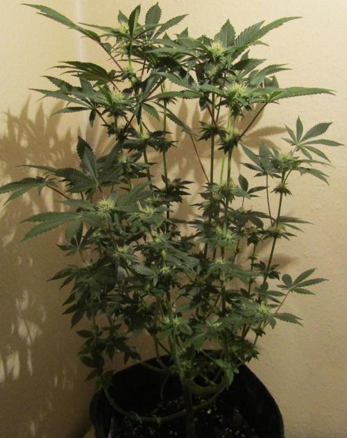 Eternity Grow Cup 2026. Week 9