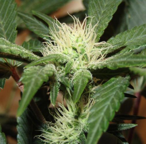 Eternity Grow Cup 2026. Week 9