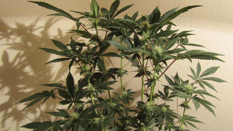 Eternity Grow Cup 2026. Week 9