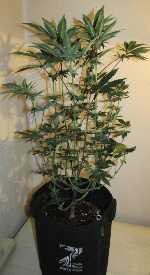 Eternity Grow Cup 2026. Week 9