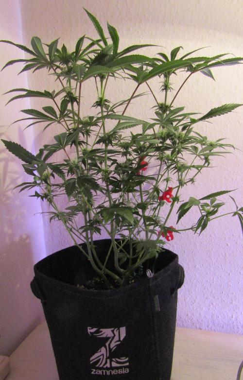 Eternity Grow Cup 2026. Week 9