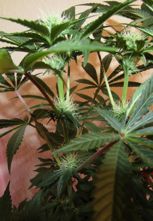 Eternity Grow Cup 2026. Week 9