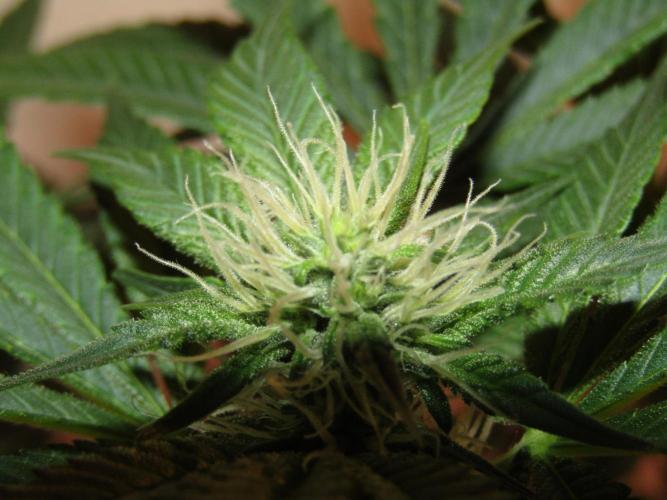 Eternity Grow Cup 2026. Week 9