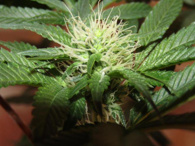 Eternity Grow Cup 2026. Week 9