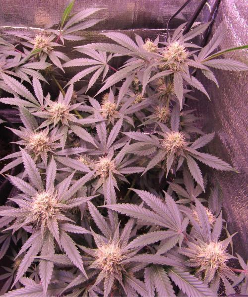 Crackers von Super Strains. Week 14