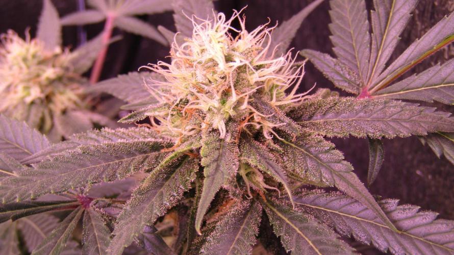 Crackers von Super Strains. Week 14