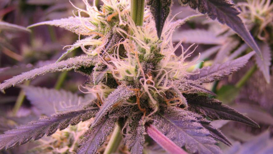 Crackers von Super Strains. Week 14