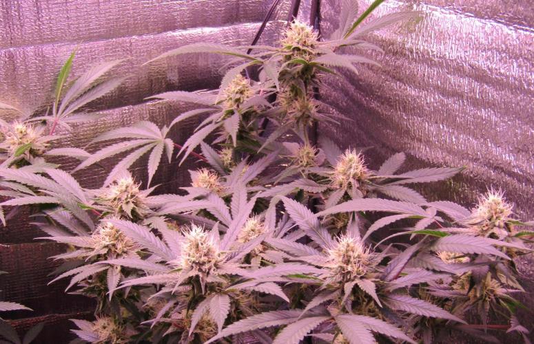 Crackers von Super Strains. Week 14