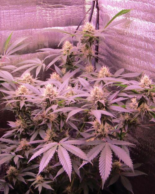 Crackers von Super Strains. Week 14