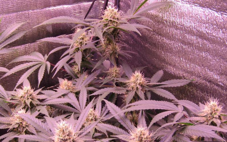Crackers von Super Strains. Week 14