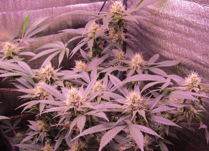 Crackers von Super Strains. Week 14