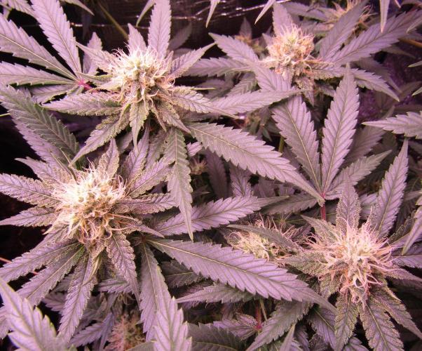 Crackers von Super Strains. Week 14