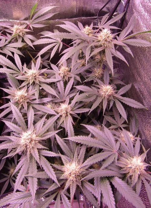 Crackers von Super Strains. Week 14