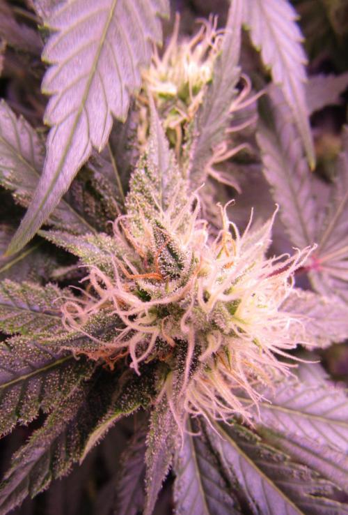 Crackers von Super Strains. Week 14