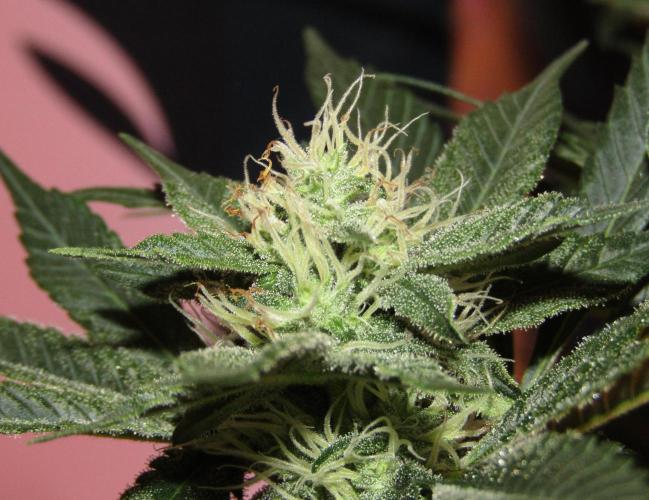Eternity Grow Cup 2026. Week 10