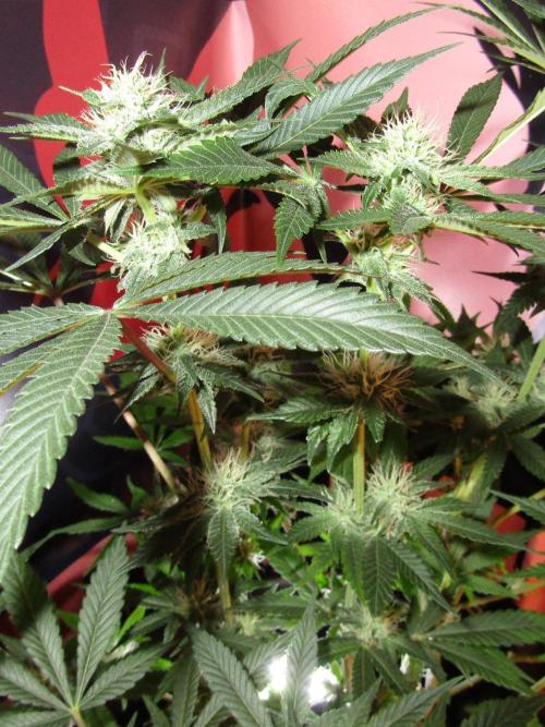 Eternity Grow Cup 2026. Week 10