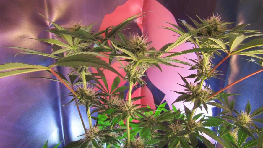 Eternity Grow Cup 2026. Week 10